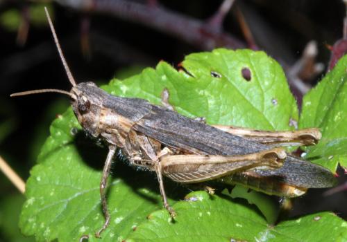 Réf. 327 363 : Chorthippus brunneus brunneus